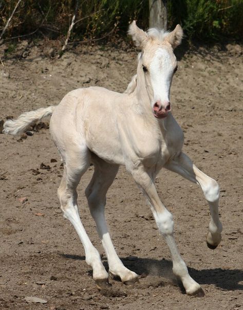 Foal / arvalon.de Cute Foals, Foal Reference, Horse Poses Reference, Foal Photography, Foal Drawing, Hooved Animals, Horses Reference, Horse And Foal, Horse Poses