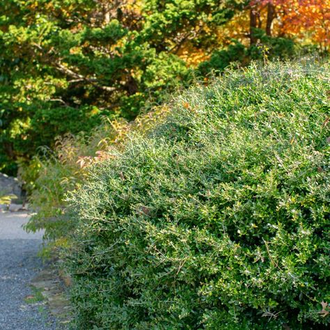 Yaupon Holly: The Forgotten Beverage - Lewis Ginter Botanical Garden Yaupon Holly, Backyard Dog Area, Holly Shrub, Butterfly Garden Plants, Lewis Ginter Botanical Garden, Make Tea, Outdoor Trees, Crape Myrtle, Flowering Shrubs