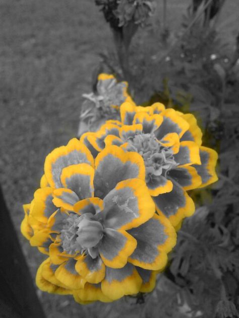 Colorsplash!!!! Selective Color Photography, Color Splash Photo, Color Splash Photography, Colour Splash, Splash Photography, Classic Flower, Splish Splash, Yellow Grey, Yellow Aesthetic