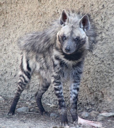 Striped Hyena, Big Puppy, Creature Ideas, Moodboard Inspo, Animal Inspiration, Animal Reference, Mask Ideas, Interesting Animals, Unusual Animals