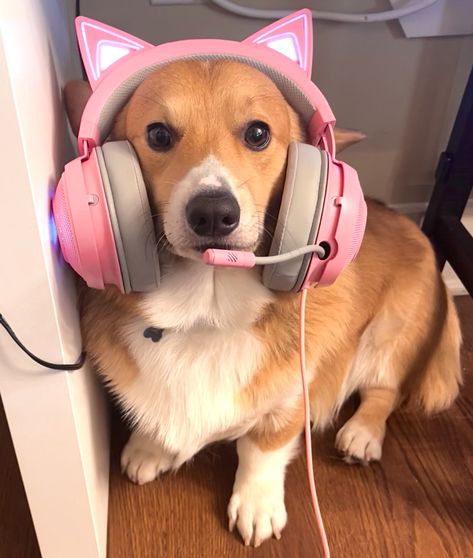 Gamer Headset Aesthetic, Dog With Headphones Aesthetic, Cute Gamer Aesthetic, Cute Gaming Headset, Gamer Cat Pfp, Gamergirl Pfp, Gamer Girl Meme, Pink Gamer Aesthetic, Girl Gamer Aesthetic