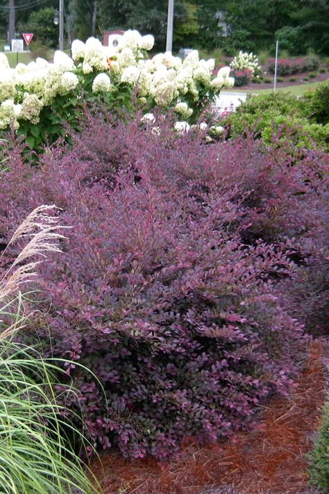 Loropetalum Chinense, Sun Morning, Soil Type, Hardiness Zones, Berry Color, Evening Sun, Sun Water, Foundation Planting, Purple Diamond