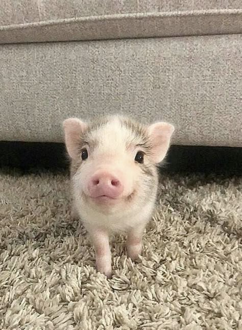 Hello How Are You, Micro Pigs, Cute Piglets, Mini Pigs, Cute Small Animals, Cute Piggies, Pet Pigs, Baby Pigs