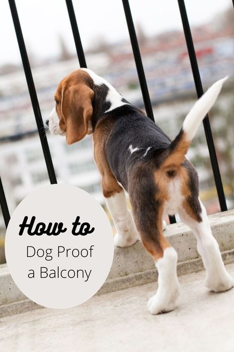 dog next to balcony railing Balcony Dog Ideas, Balcony Ideas Apartment Dog Friendly, Small Dog Balcony Ideas, Balcony Pet Safety, Dog Safe Balcony, Pet Proof Balcony, Dog Proof Deck Railing, Balcony Ideas For Dogs, Balcony Dog Area