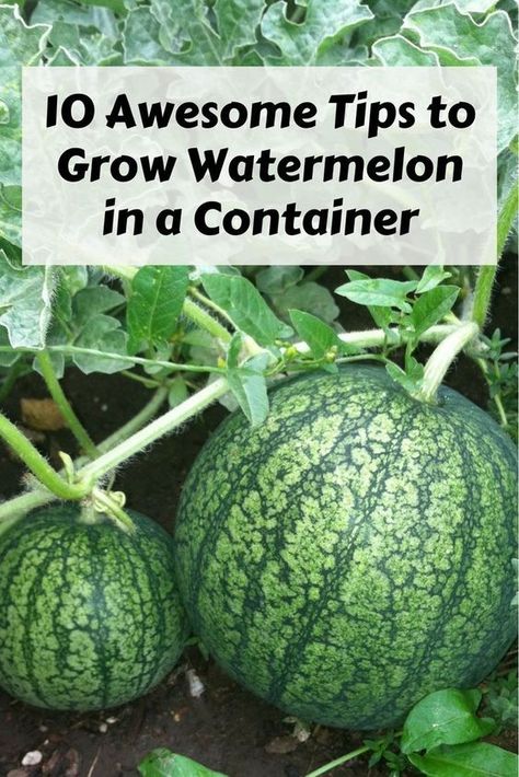 10 awesome tips to grow watermelon in a container - You're gonna want to try this! Container Gardening | How to Grow Watermelon | Growing a Watermelon in a Container | Indoor Gardening Watermelon Growing, Grow Watermelon, Gemüseanbau In Kübeln, How To Grow Watermelon, Bucket Gardening, Container Garden Design, Container Vegetables, Garden Veggies, Veg Garden