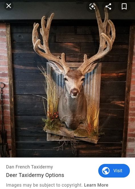 Diy European Deer Mount Plaque, Cool European Deer Mounts, Deer Shoulder Mount, Two Deer Head Mounts, Deer Mount Decor, Deer Mount Ideas, Buck And Doe Taxidermy, European Wall Mount Deer Skulls, Whitetail Deer Pictures