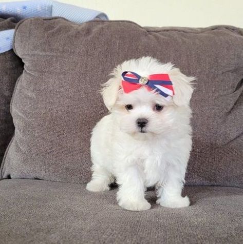 Teacup Maltese Puppies for sale in texas Puppy Shots, Teacup Maltese Puppies, Cute Puppies For Sale, Cute Fluffy Puppies, Maltese Puppies For Sale, Teacup Maltese, Most Beautiful Dogs, Maltese Puppies, Fluffy Puppies