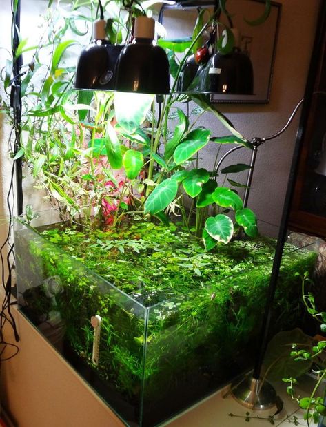 OVT's 30g Shallow Cube Riparium --> A Bunch of Fibs and Honest Lies - Page 9 - The Planted Tank Forum Shallow Planted Tank, Cube Aquarium, Aqua Scape, Aquarium Inspiration, Aqua Scaping, Aquarium Garden, Aquatic Pets, Freshwater Aquarium Plants, Aquarium Set