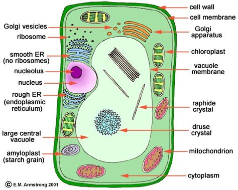 Plant Cell Project, Plant Cell Diagram, Cell Model Project, Plant Cell Model, Membran Sel, Cell Diagram, Science Cells, Cell Parts, Plant And Animal Cells