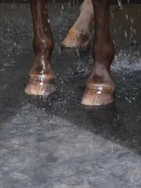 Using a rubber grooming mat is a great way to add traction and solid footing in a space used to wash and groom horses. Stall mats are a wonderful addition to equine wash bays, as they help keep the horse and groomer safe from slips and falls. They also help to keep the wash bay space clean, mud-free, and mold-free - making it much more appealing when your horse’s tail is swishing and swaying around. Rubber Pavers, Stall Flooring, Washing Station, Horse Stall, Horse Washing, Rubber Tiles, Horse Stalls, Horse Stables, Horse Barns