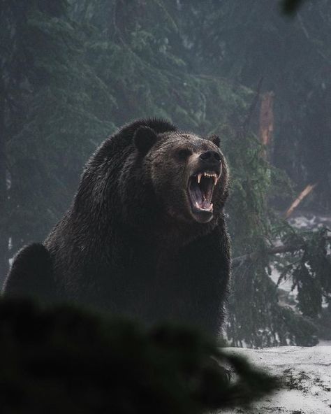 Black Bear, Brown Bear, The Snow, Trees, Black And White, Animals, White, Black