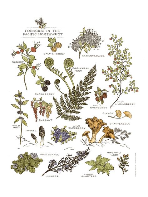 Image of Northwest Foraging Print Frida Clements, Nc Wildflowers, Foraging Calendar, Botanical Calendar, Wild Edibles, Wild Food, Wild Plants, Edible Plants, Botanical Drawings