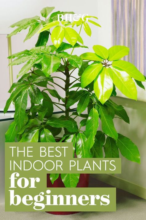 Umbrella Tree Houseplant, Best Indoor Plants For Beginners, Plants Tips, Easy To Grow Houseplants, Umbrella Plant, Easy Care Houseplants, Easy House Plants, Umbrella Tree, Benefits Of Gardening