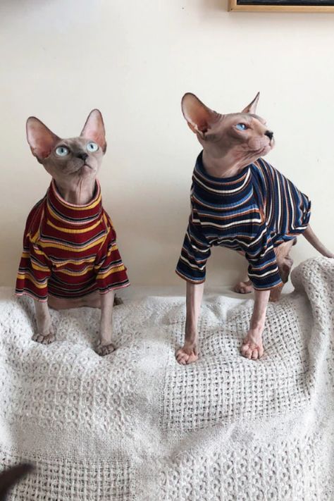 Pet Hairless Cat Sphynx, Cute Hairless Cat, Kitten Sweater, Sphynx Cat Clothes, Sphinx Cat, Dream's Cat, Hairless Cat, Red Fleece, Best Cat