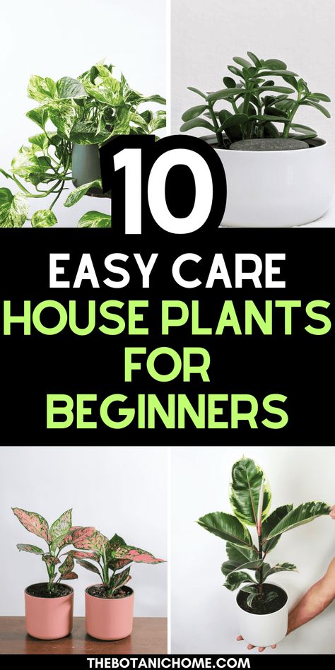 10 Easy To Care For Plants (Even Beginners Can Keep Alive!) - The Botanic Home Easy Inside Plants, Potting Plants For Beginners, Plants For Beginners Indoor, Easiest House Plants To Keep Alive, Easy To Care For House Plants, Easiest Plants To Keep Alive Indoors, Easy Indoor Plants For Beginners, Beginner Plants Indoor, Best Indoor Plants For Beginners