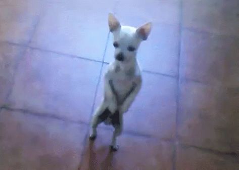 Chiwawa Dance GIF - Chiwawa Dance Chihuahua - Discover & Share GIFs Dancing Dog Gif, Animiertes Gif, Chihuahua Funny, Dancing Animals, Dog Animation, Cute Jokes, Chihuahua Love, Funny Dog Pictures, Mountain Dew