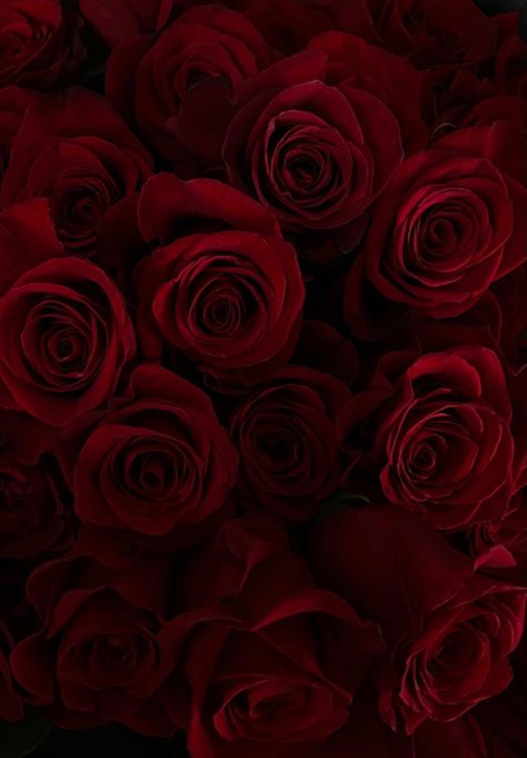 Rouge Bordeaux Aesthetic, Red Lipstick Wallpaper, Red Lust Aesthetic, Scarlet Aesthetic, White Aesthetic Photography, Maroon Aesthetic, Catrina Tattoo, Burgundy Roses, Red Roses Wallpaper