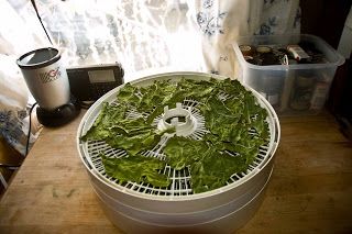 Recipe Kale, Fmd Recipes, Dehydrating Food, Kale Chip Recipes, Omelets Recipe, Dehydrated Vegetables, Crunchy Snack, Kale Chips, Dehydrated Food