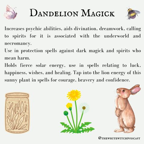 Herbs For Kitchen Witch, Dandelion Correspondences, Dandelion Medicinal Uses, Dandelion Magic, Witch Podcast, White Witch Spells, Necromancy Spells, Plant Magick, Hedge Witchcraft