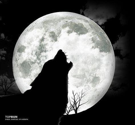 Wolves Howling at the Moon | wolf howling at the moon/ left side Wolf Photos, Howl At The Moon, Wolf Wallpaper, Dream Symbols, She Wolf, Wolf Spirit, Wolf Moon, Dark Winter, The Full Moon