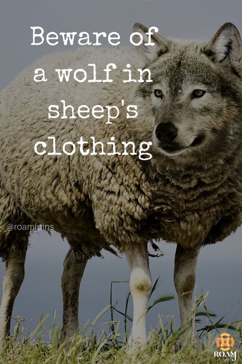 wolf clothing
wolf in sheep's clothing
beware
inspirational quotes
life quotes
life examples
life hacks
living quotes
wolf
wolves
beware of people
a person with a pleasant and friendly appearance that hides the fact that they are evil Beware Of Wolf In Sheeps Clothing Quotes, A Wolf In Sheep's Clothing, Wolves In Sheeps Clothing Quotes, Sheep In Wolves Clothing, Wolf In Sheeps Clothing, Common Idioms, Flying Monkeys, Sheep Clothing, Wolf Quotes