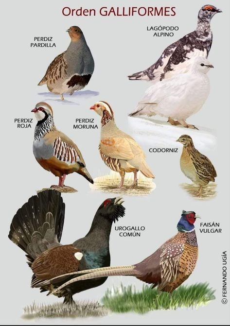 Birds Kindergarten Activities, Chickens Backyard Breeds, Birds Name List, Poultry Farm Design, Names Of Birds, Backyard Birds Watching, Animal Infographic, Pig Breeds, Pigeon Pictures