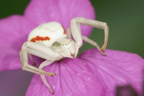 Flower Spider, Goldenrod Flower, Crab Spider, Red Flowers, Yellow Flowers, Crab, I Hope, Google Search, Flowers