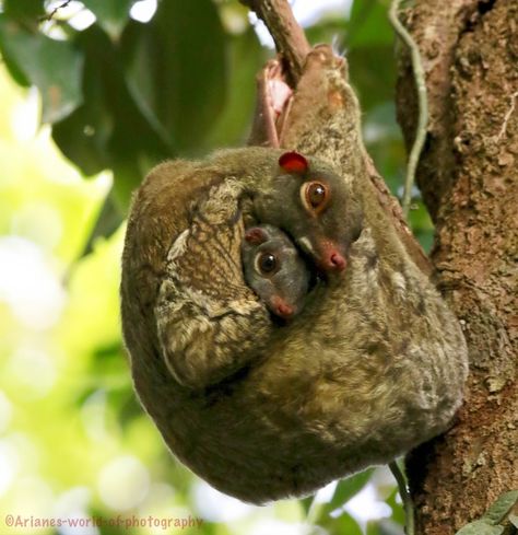 Sunda Colugo, flying lemur, mother and her baby Sunda Flying Lemur, Sunda Colugo, Flying Lemur, College Mascot, Animal Antics, Animal Activities, Unusual Animals, About Animals, Rare Animals