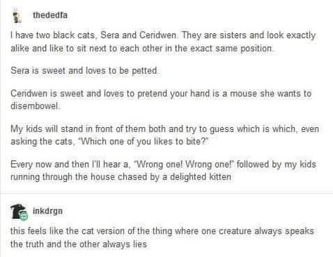 Cat Tumblr, Tumblr Text Posts, Funny Tumblr Posts, What’s Going On, Text Posts, Funny Stories, Tumblr Funny, Tumblr Posts, Cute Funny Animals