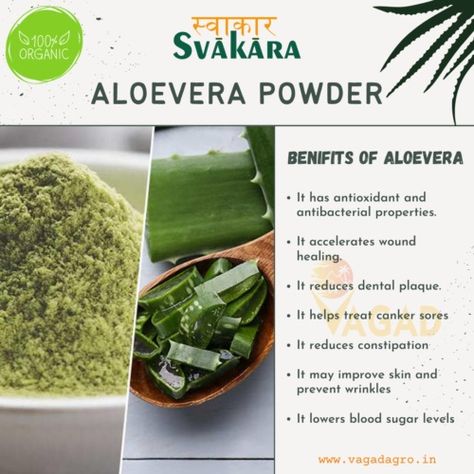 A vital ingredient in the pharmaceutical, food, and beverage industries is aloe vera powder, which has a rich heritage in various cultures. This plant is used extensively in multiple industries, with its inner gel comprising water, and the rest containing amino acids, glucomannans, lipids, vitamins, and steroids. Plant Aloe Vera, Good For Digestion, Benefits Of Aloe Vera, Aloe Vera Powder, Natural Aloe Vera, Canker Sore, Organic Foods, Aloe Vera Plant, Prevent Wrinkles