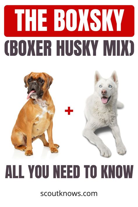 A combination of two very popular breeds, the Boxer Husky mix is half Boxer and half Siberian Husky. This is an interesting mix as both breeds are highly intelligent, working dogs. Find out more about this breed here in our detailed review. #boxsky #boxer #husky #dogbreeds #scoutknows Boxer Husky Mix Dogs, Boxer Breed, Siberian Husky Mix, Apartment Dogs, Working Dog, Boxer Mix, Boxer Puppies, The Boxer, Husky Mix