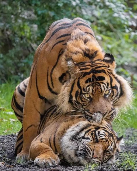 Spirit Horse Movie, Horse Movies, Sumatran Tiger, Tiger Pictures, Ganesh Photo, Endangered Animals, Cute Wild Animals, Cute Animal Videos, Wild Life