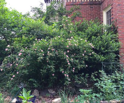 Keystone Plants, Tennessee Landscape, Carolina Rose, Michigan Garden, Learning Garden, Natural Gardening, Michigan Gardening, Flower Garden Plans, Woodland Plants