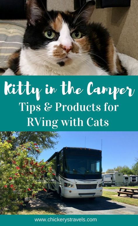 Check out these tips and products to make travel easier for you and your cats. Includes litter box solutions and other ideas to make travel day smooth for your pets. These tips apply to any RV camping trip whether you travel in a motorhome, fifth wheel, travel trailer. Take your kitty on your next road trip! #RVlife #RVtravel #campingwithpets Rv Cat, Rv Camping Trips, Camping With Cats, Motor Home, Cat Travel, Time Life, Rv Stuff, Rv Travel, Rv Life