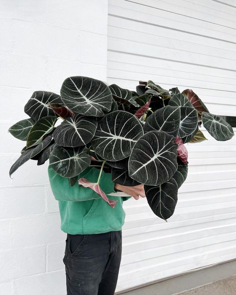 Tylor on Instagram: “Holy moly, delivery week @ariumbotanicals brought the goods. I’ve never seen Alocasia reginula this large before! This species is one of my…” Alocasia Reginula, Plants Names, Velvet Leaves, Alocasia Plant, Household Plants, Apartment Plants, Gothic Garden, Plants Are Friends, Permaculture Gardening