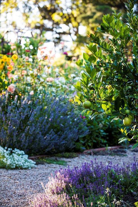 Vegetable Patch, Flower Bed Designs, Growing Lavender, Australian Garden, Gardening Hacks, Trip To Italy, Plant Guide, Mornington Peninsula, Lavender Plant