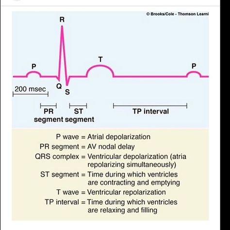 @medicalphy this account have a great information about ECG and how to read it @medicalphy Paramedic School, Nursing Mnemonics, Cardiac Nursing, Nursing School Survival, Nursing School Studying, Nursing School Tips, Medical School Studying, Nursing School Notes, Medical School Essentials