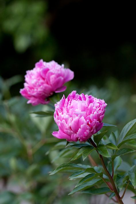 Herbaceous peony "Edulis Superba" Herbaceous Peony, Year Round Flowers, Round Flowers, Beautiful Peonies, Flower Peony, Paeonia Lactiflora, Peony Root, Peony Garden, Flowers To Grow