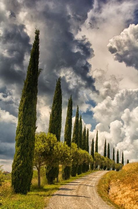 Tuscany Landscape, Val D Orcia, Toscana Italia, Italy Landscape, Under The Tuscan Sun, Italy Photography, Tall Trees, Dirt Road, Italy Vacation