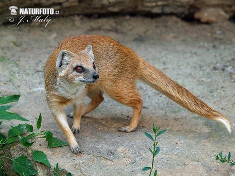 Photo Reference Animal, Yellow Animals Aesthetic, Mongoose Animal, Endangered Animals Photography, Giant African Millipede, Wildlife Pictures, Cat Reference, Unusual Animals, Silly Animals