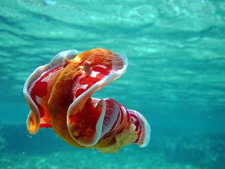 The Spanish Dancer is a comparatively large and brilliantly colored species of nudibranch. Known as sea slugs, these are marine gastropod mollusks. This species is unique among sea slugs. Not only does the Spanish Dancer crawl across the ocean floor, but they are also capable of swimming freely through the ocean. They are the only known species of nudibranch to possess this ability. Exotic Mammals, Spanish Dancer, Leagues Under The Sea, Sea Slug, Underwater Creatures, Creature Feature, Ocean Lover, Slug, Ocean Creatures