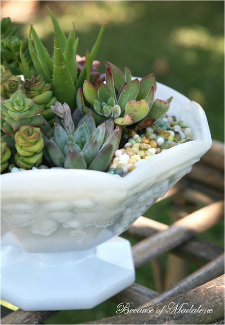 Milk Glass Planter, Decorating With Milk Glass, Church Tables, Diy Succulent Garden, Milk Glass Display, Garden Ideas Diy, Plants Vase, Succulent Garden Ideas, Succulent Terrariums