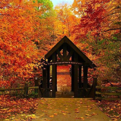 From the Milwaukee suburbs to the Mississippi River—and Door County, too—here are the best, most gorgeous places to go leaf-peeping in Wisconsin. Wisconsin Photography, Haunted Woods, Wisconsin Vacation, Exploring Wisconsin, Wisconsin Camping, Door County Wisconsin, Wisconsin Travel, Grant Park, Door County