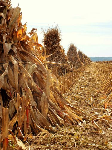 Corn Field I remember when Farmers. Shocked  corn     Making the bundles stand together so the corn dried out to store for the winter. To feed the animals. Corn Field, Autumn Girl, Fields Of Gold, Down On The Farm, Autumn Scenery, Harvest Time, Autumn Harvest, Autumn Beauty, Fall Pictures