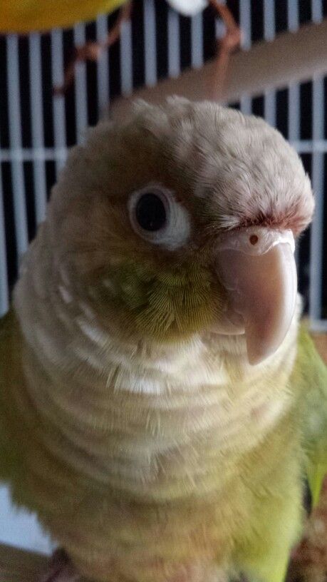 Henry the charming cinnamon green cheek conure Cinnamon Green Cheek Conure, Cinnamon Conure, Green Cheek Conure, Conure Parrots, Character Inspo, Cute Birds, Amphibians, Birdy, Mammals