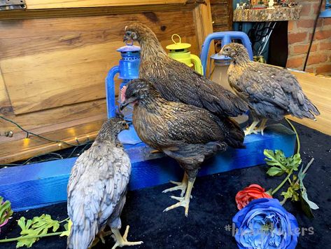 Maran Chickens, Cuckoo Maran, Easy Bird, Rhode Island Red, Speckled Eggs, Egg Production, Backyard Flocks, Brown Eggs, Chicken Breeds