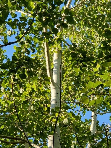 Quaking Aspen Tree Tattoo, Swedish Aspen Tree, Dakota Pinnacle Birch Tree, Populus Tremuloides, Trembling Aspen Trees, Aspen Trees In Fall, White Poplar, Quaking Aspen, One For Sorrow