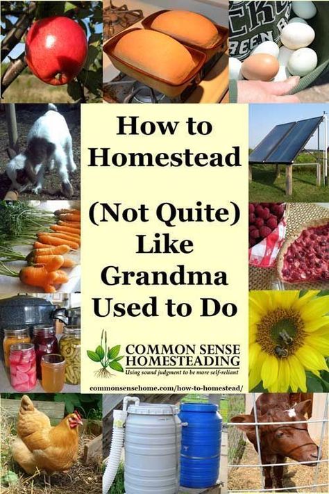 Homesteading Diy, Homestead Farm, Homesteading Skills, Homestead Living, Urban Homesteading, Mini Farm, Living Off The Land, Homestead Survival, Farms Living