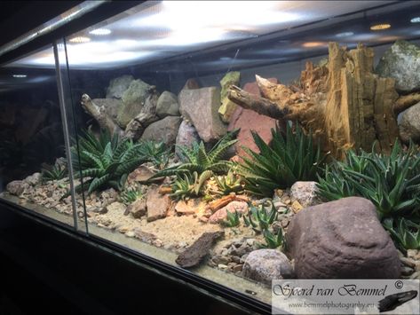 Spanish Desert Terrarium. Made by BemmelPhotography Bioactive Desert Terrarium, Desert Terrarium Reptile, Desert Enclosure, Desert Terrarium Ideas, Arid Terrarium, Desert Vivarium, Desert Terrarium, Bearded Dragon Vivarium, Carnivorous Plants Terrarium