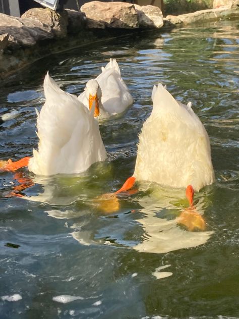 Running Ducks, Duck Running, Duck Photography, Duck Swimming, Raising Ducks, Runner Ducks, White Runners, Future Farms, Baby Cot